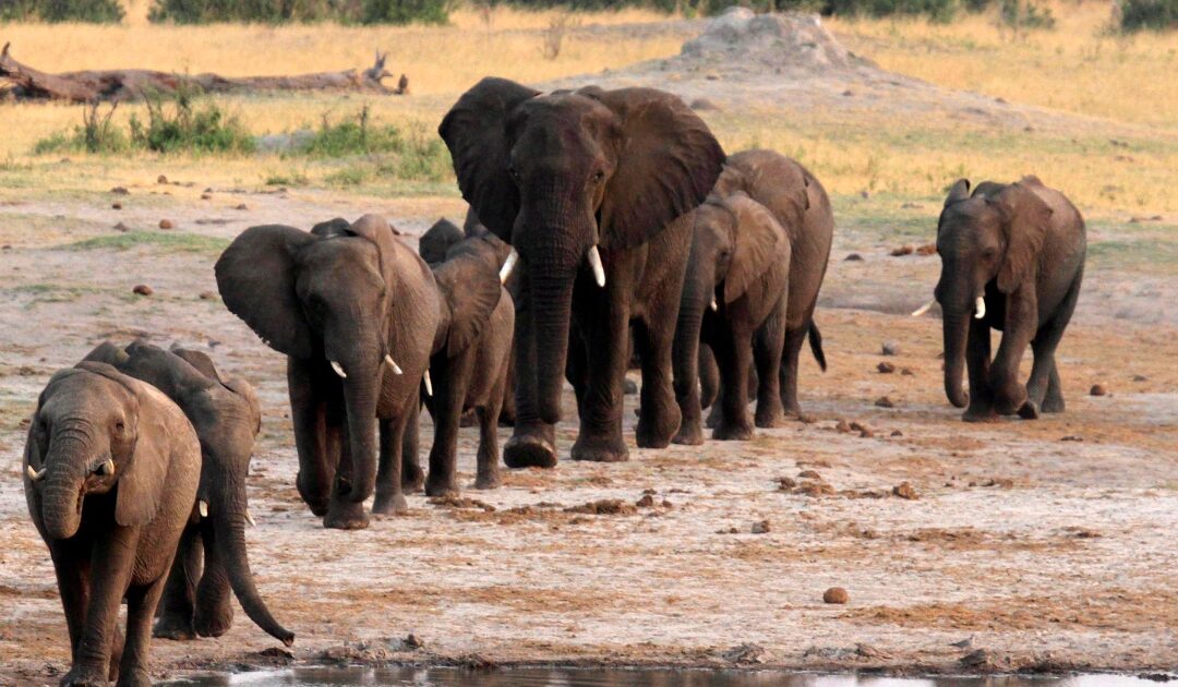 In Zimbabwe, conflict escalates between elephants and humans | Environment | Al Jazeera