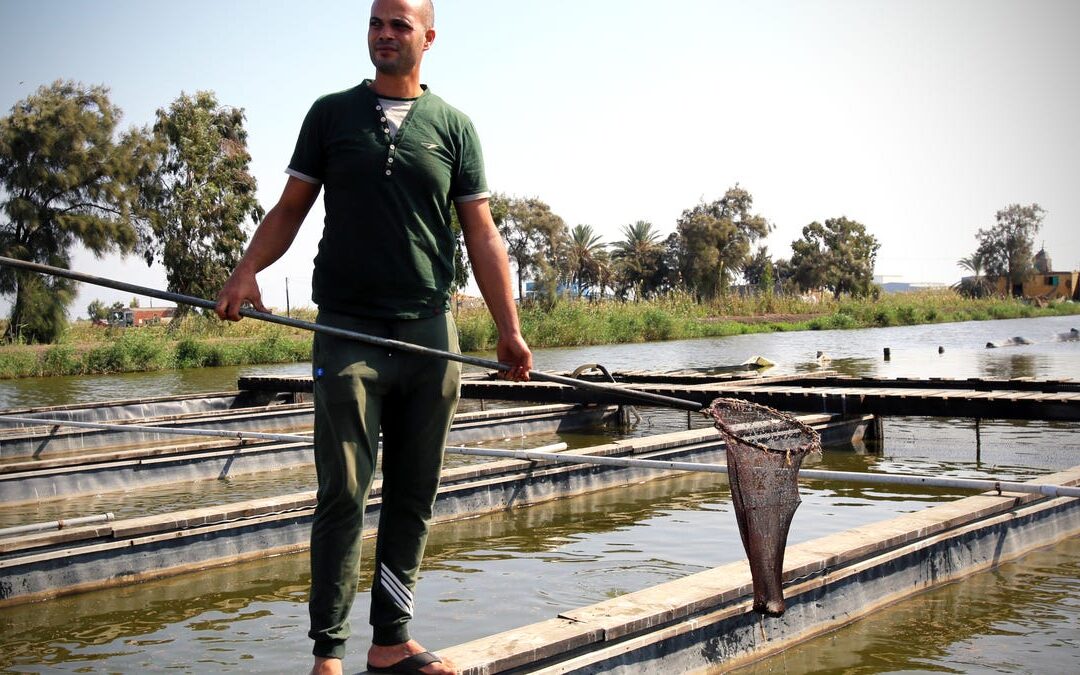 Fish farming can help Egypt adapt to climate change