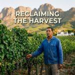 A powerful, cinematic editorial photojournalism scene set in the South African Western Cape Winelands at golden hour. In the foreground, a dignified, resilient South African Coloured farmworker descendant in modern work attire stands amidst lush, sprawling vineyard rows, their gaze resolute and solemn, hands gently touching the weathered grapevines. In the background, dramatic rugged granite mountain peaks rise above rolling green hills and a distant historic whitewashed Cape Dutch manor house, bathed in warm, amber late-afternoon sunlight. Emblazoned across the upper center of the composition against the sky and mountains, bold, clean modern sans-serif typography reads: "RECLAIMING THE HARVEST" in crisp, luminous ivory-white with a subtle deep charcoal drop-shadow for sharp, high-contrast readability. Modern journalistic documentary style, emotional depth, vivid natural colors, 35mm lens framing, striking cinematic lighting.